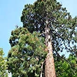 Radis et Capucine - Sachets Graines Exotiques - Sequoia Géant