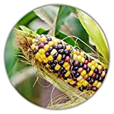 * Rare * arc-en-ciel maïs/maïs coloré/env. 20 graines/forme d'origine/selbstversorger