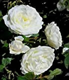 Rare Blanche Neige Escalade Rose! 15 graines! Peigne. S/H! VOIR NOTRE MAGASIN!