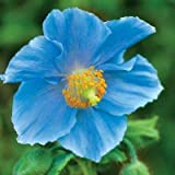Rare Bleu pavot Persique Papaver somniferum Graines de fleurs bricolage jardin facile à cultiver 200 particules / lot