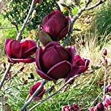 Rare 'Genie' Genie Dark Red Yulan Magnolia Arbre Graines de fleurs, Paquet professionnel, 10 graines, Lumière Fragrant Tree Garden NF851
