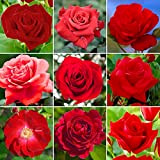 Remarquable Rosier Rouge en pot | Rosiers de jardin haut de gamme avec fleurs colorées en été