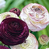 Renoncule,Ranunculus asiaticus,bulbes fleurs,renoncules à planter,couleur de fleur lumineuse,type de fleur unique,adapté aux fleurs coupées ou à la plantation