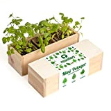 Resetea | Kit de plantation | Mini Potager | Herbes aromatiques | Persil, basilic et coriandre