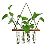 RESOYE Pot de fleurs mural en verre marron à suspendre - Pour terrarium - Pour plantes hydroponiques - Pour la ...