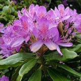 Rhododendron Ponticum 40-60 cm en conteneur