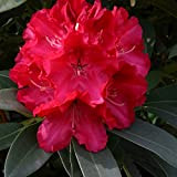 Rhododendron 'Wilgen's Ruby' 40-50 cm en conteneur