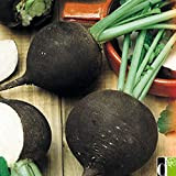 Risitar Graines - 100pcs Rare Radis noir gros rond d'hiver savoureuse, Graines de légumes résistante au froid