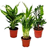 Room Plant Mix I Set of 3, 1x Dieffenbachia, 1x Areca Palm (Chrysalidorpus) 1x Zamio Palm (Zamioculcas), 10-12cm Pot