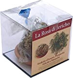 Rose de Jéricho sélectionnée emballée avec une soucoupe en terre cuite