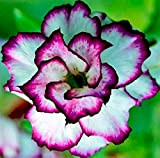 rose du désert,Beau BouquetLes grandes plantes à fleurs sont exquises,Fleurs chaudes-1,1bulbes