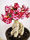 Rose du désert，Fleurs dressées cultivées dans le balcon de la maison,En pot peut être décoré à l'extérieur-1,4Bulbes