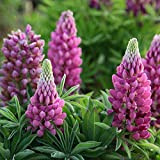 Russell Lupin graines mélangées 30+ graines de fleurs de plantes lupin vivaces colorées pour la plantation de jardin et de ...
