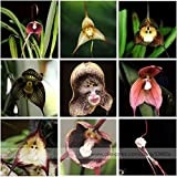 RWS 100 graines avec 9 variétés orchidée visage de singe Visage de singe Rare Rare Dracula Simia Rare mixte