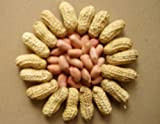 RWS Graines en direct - Brown Big graines d'arachide (18 graines)