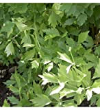 Sachet de graines de Ache de montagne, céleri perpétuel - 0,5 g - légume feuille - LES GRAINES BOCQUET