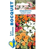 Sachet de graines de Impatiens Hoolstii variée - 0,2 g - fleur annuelle - LES GRAINES BOCQUET