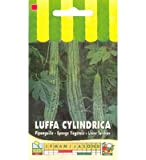 Sachet de graines de Luffa cylindrica (éponge végétale) - 1 g - légume fruit - LES GRAINES BOCQUET