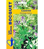 Sachet de graines de Luzerne (Medicago sativa) - 100 g - fleur vivace - LES GRAINES BOCQUET