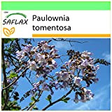 SAFLAX - Arbre impérial - 200 graines - Paulownia tomentosa