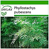 SAFLAX - Bambou Moso - 20 graines - Avec substrat - Phyllostachys pubescens