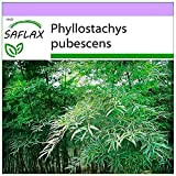 SAFLAX - Bambou Moso - 20 graines - Phyllostachys pubescens