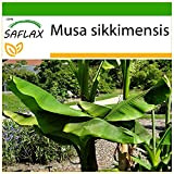 SAFLAX - Bananier de Darjeeling - 5 graines - Avec substrat - Musa sikkimensis