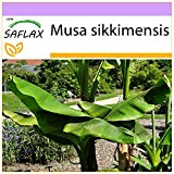 SAFLAX - Bananier de Darjeeling - 5 graines - Musa sikkimensis