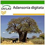 SAFLAX - Baobab africain - 6 graines - Avec substrat - Adansonia digitata