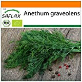 SAFLAX - BIO - Aneth - 700 graines - Anethum graveolens