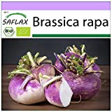 SAFLAX - BIO - Chou-rave - Violet de Vienne - 600 graines - Brassica rapa