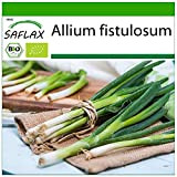 SAFLAX - BIO - Ciboule - Ishikura - 150 graines - Allium fistulosum
