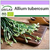 SAFLAX - BIO - Ciboulette de Chine - 100 graines - Allium tuberosum