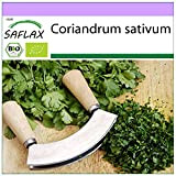 SAFLAX - BIO - Coriandre - 150 graines - Coriandrum sativum