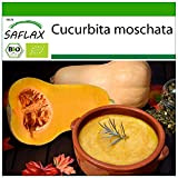 SAFLAX - BIO - Courge - Butternut - 6 graines - Cucurbita moschata