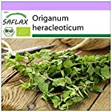 SAFLAX - BIO - Origan - 1500 graines - Origanum heracleoticum