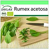 SAFLAX - BIO - Oseille commune - 400 graines - Rumex acetosa