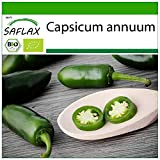 SAFLAX - BIO - Piment - Early jalapeno - 20 graines - Avec substrat de culture aseptique - Capsicum annuum