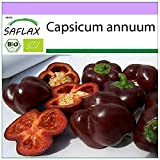 SAFLAX - BIO - Poivron - Chocolat doux - 10 graines - Capsicum annuum