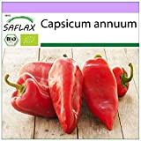 SAFLAX - BIO - Poivron - Red Marconi - 20 graines - Capsicum annuum