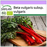 SAFLAX - BIO - Rhubarbe - 50 graines - Beta vulgaris