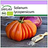 SAFLAX - BIO - Tomate - Coeur de boeuf - 10 graines - Solanum lycopersicum