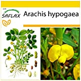 SAFLAX - Cacahuète - 8 graines - Arachis hypogaea