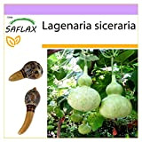 SAFLAX - Calebasse - 15 graines - Lagenaria siceraria