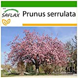 SAFLAX - Cerisier du Japon - 30 graines - Avec substrat - Prunus serrulata