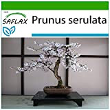 SAFLAX - Cerisier du Japon - 30 graines - Avec substrat - Prunus serulata