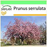 SAFLAX - Cerisier du Japon - 30 graines - Prunus serrulata
