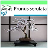 SAFLAX - Cerisier du Japon - 30 graines - Prunus serulata