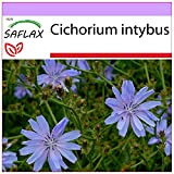 SAFLAX - Chicorée sauvage - 250 graines - Cichorium intybus