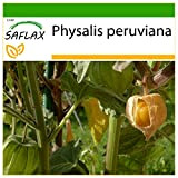 SAFLAX - Coqueret du Pérou - 100 graines - Avec substrat - Physalis peruviana